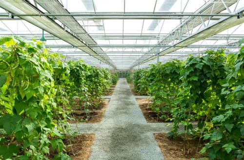 全國低碳日丨關于低碳減排的8個農業溫室名詞解釋